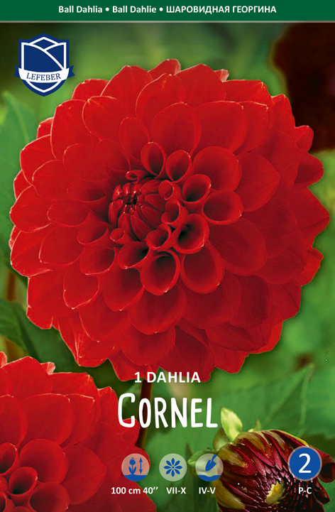 Dahlie Cornel (Inhalt 1 Stück)