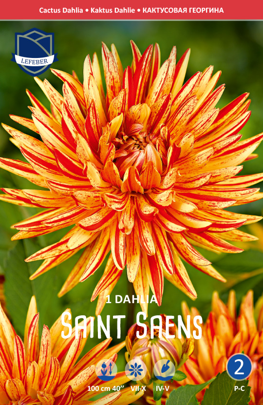 Dahlie Saint Saens (Inhalt 1 Stück)