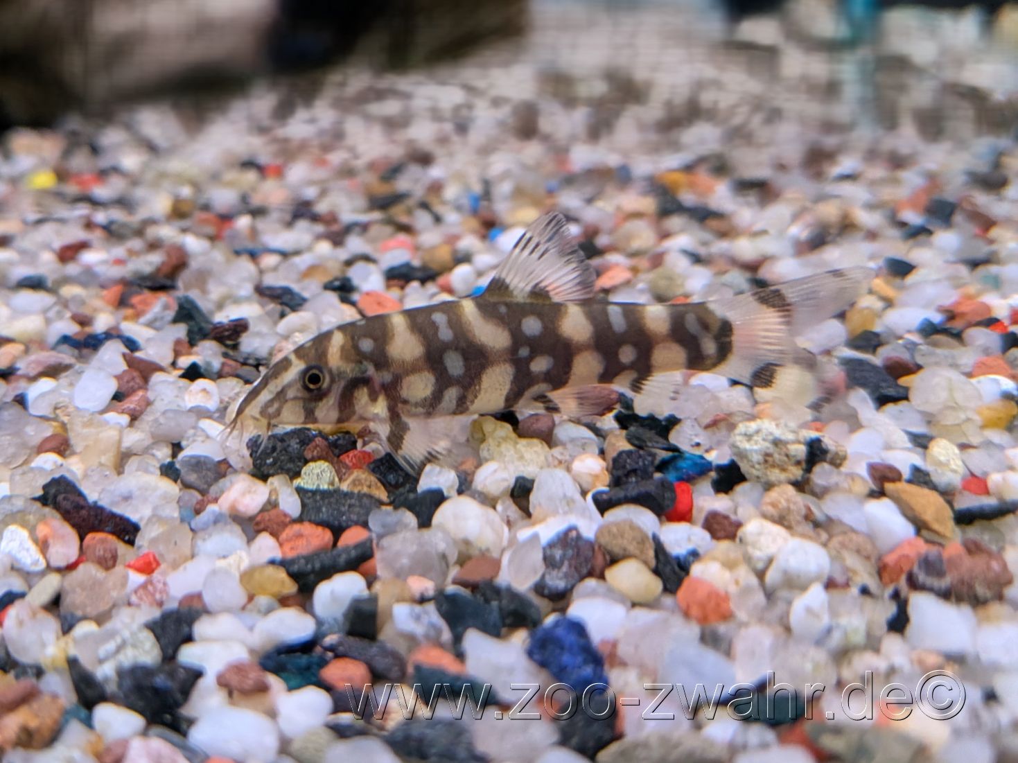 Domino Prachtschmerle / Botia kubotai