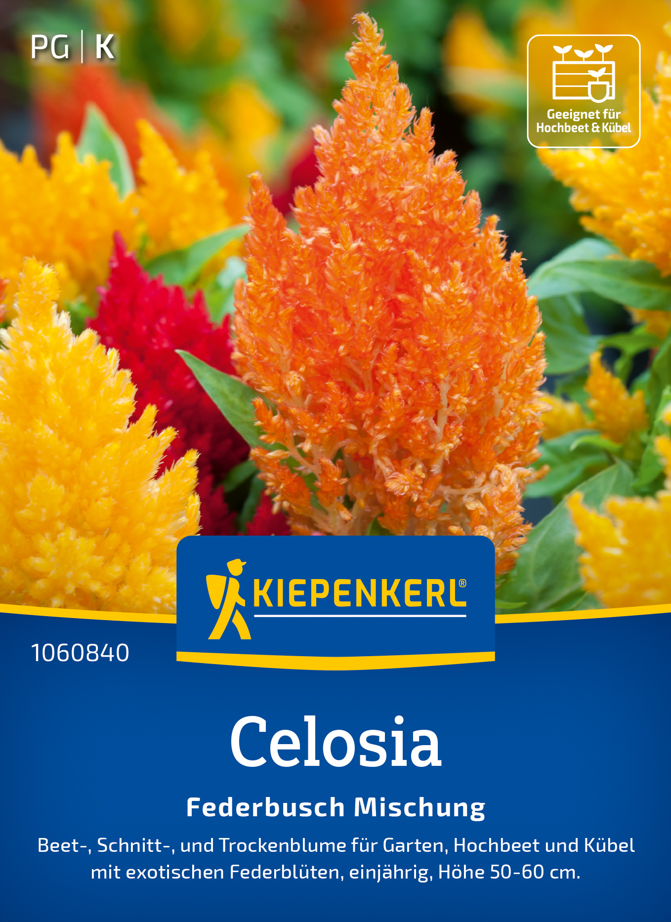 Celosia Federbusch Mischung