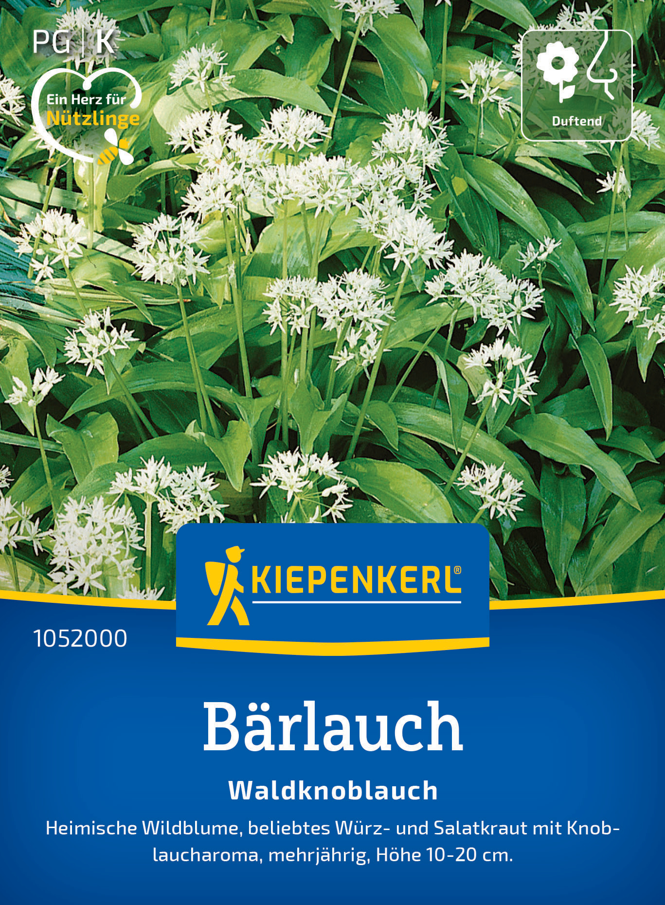 Bärlauch Waldknoblauch