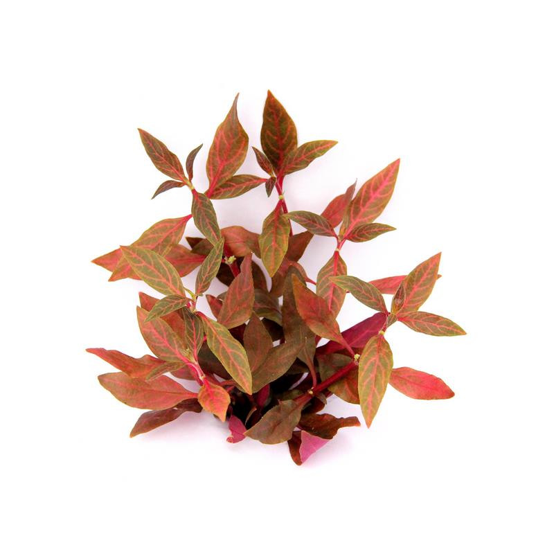 Alternanthera reineckii 'Red Ruby'