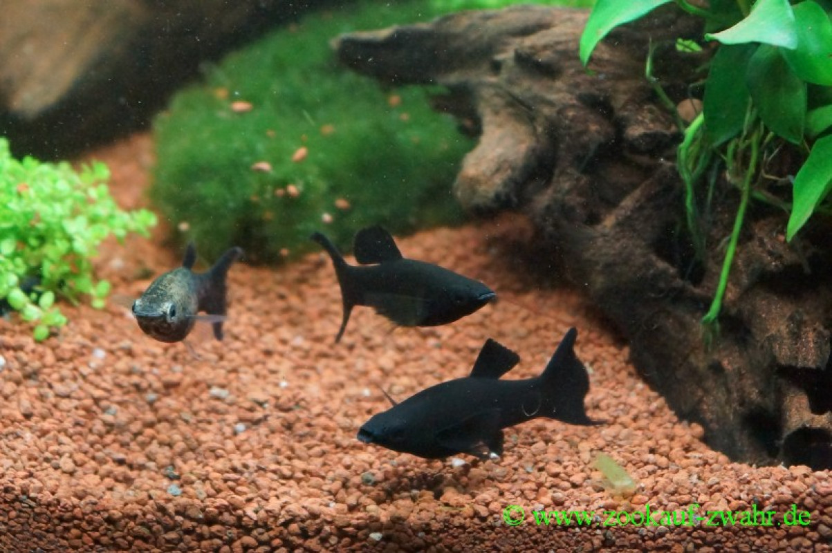 Black Molly Lyra / Poecilia latipinna