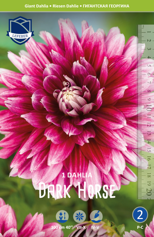 Dahlie Dark Horse (Inhalt 1 Stück)