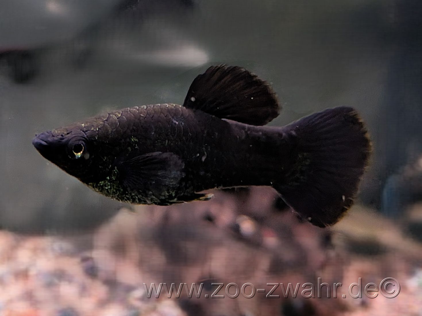 Black Molly / Poeciia latipinna