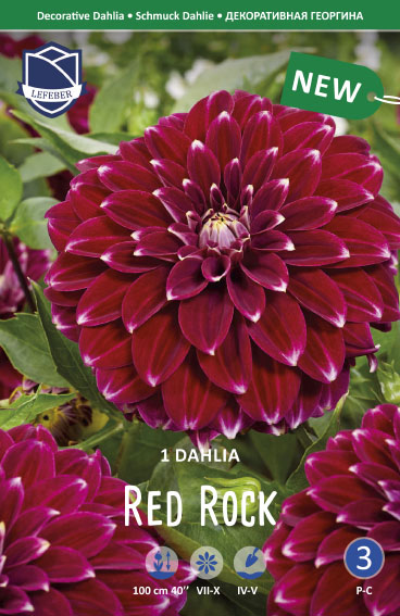 Dahlie Red Rock (Inhalt 1 Stück)