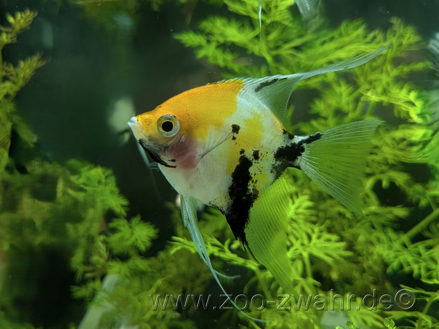 Diamantskalar gold / Pterophyllum scalare