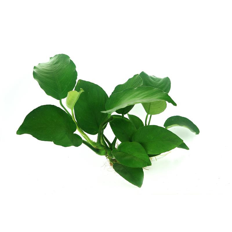 Anubias barteri  XXL