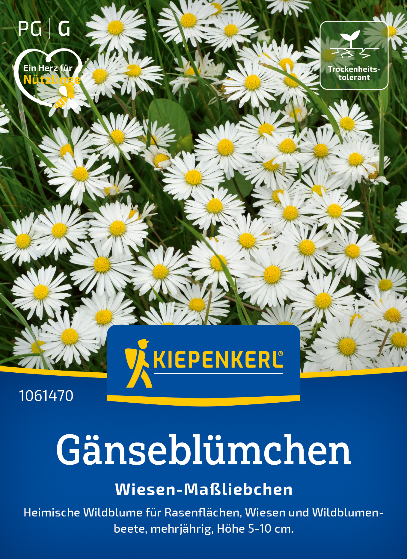 Gänseblümchen Wiesen-Maßliebchen