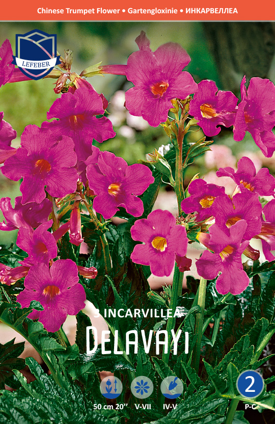 Gartengloxinie / Incarvillea delavayi (Inhalt 3 Stück)