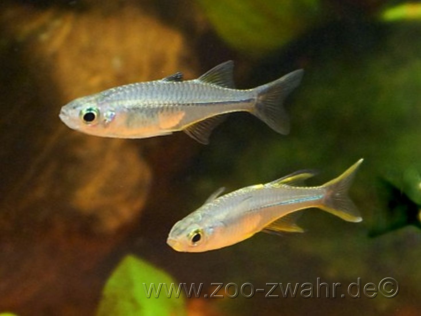 Celebes Segelfisch / Telmatherina ladigesi