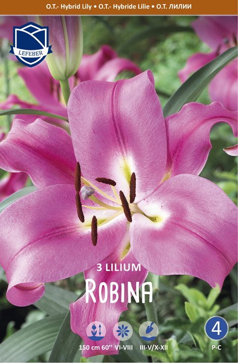 Orientalische Lilie Robina (Inhalt 3 Stück)