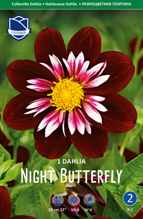 Dahlie Night Butterfly (Inhalt 1 Stück)