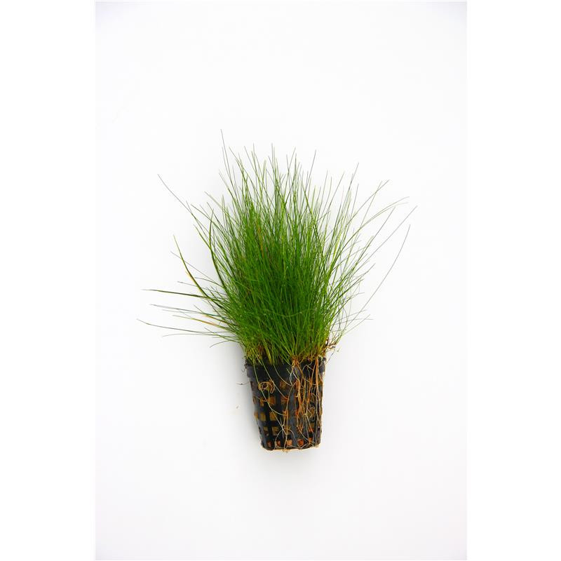 Eleocharis acicularis