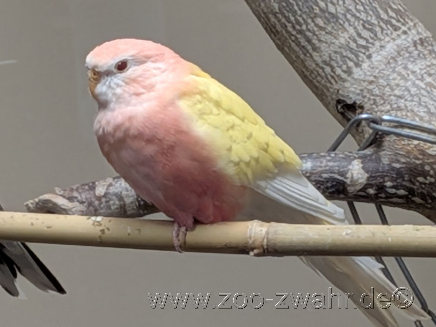 Bourkesittich Lutino