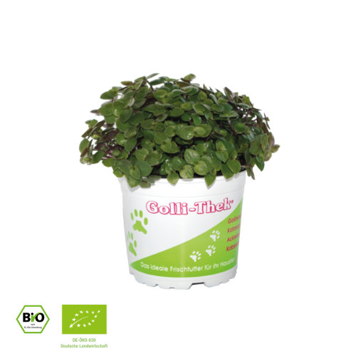 Golli-Thek® Golliwoog®