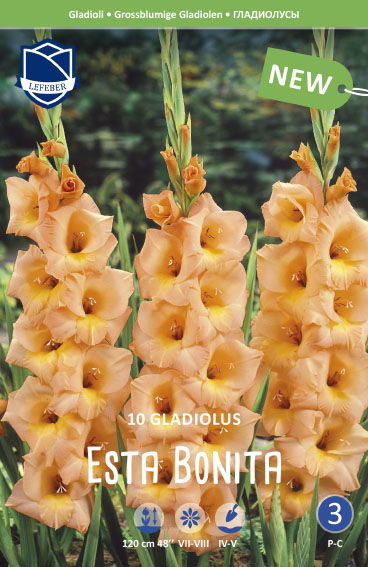 Gladiole Esta Bonita (Inhalt 10 Stück)