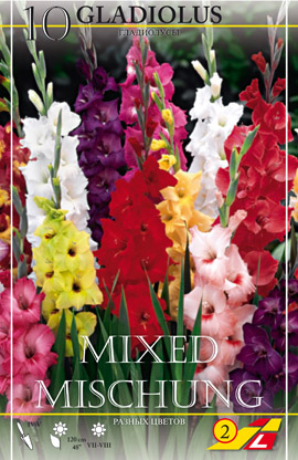 Gladiole Mischung mixed colours (Inhalt 10 Stück)