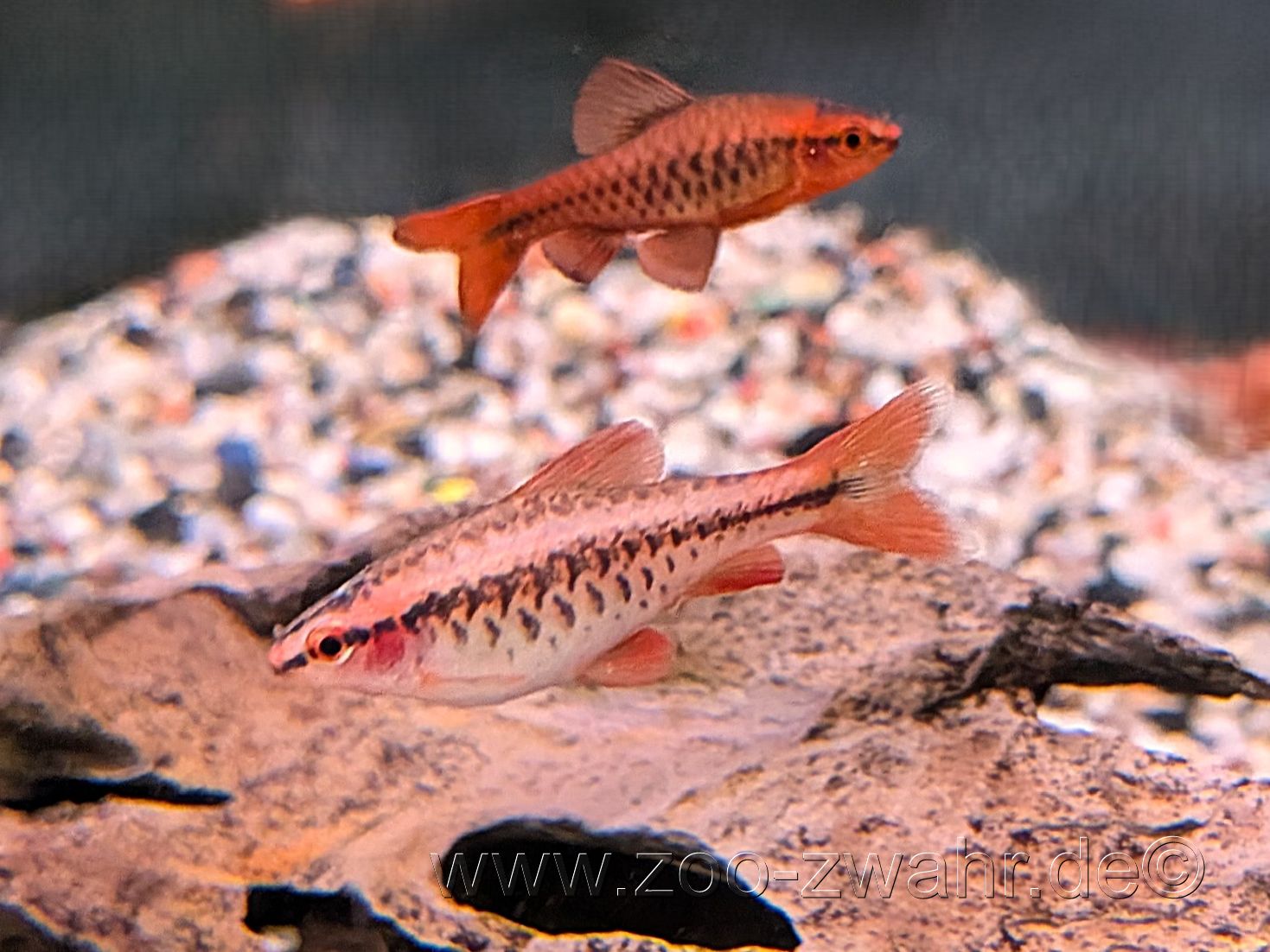 Bitterlingsbarbe / Barbus titteya