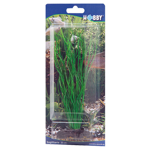 Sagittaria, 20 cm, SB