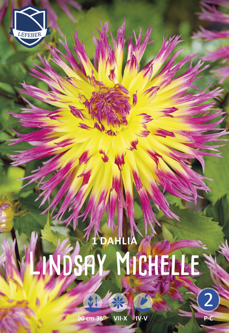 Dahlie Lindsay Michelle (Inhalt 1 Stück)