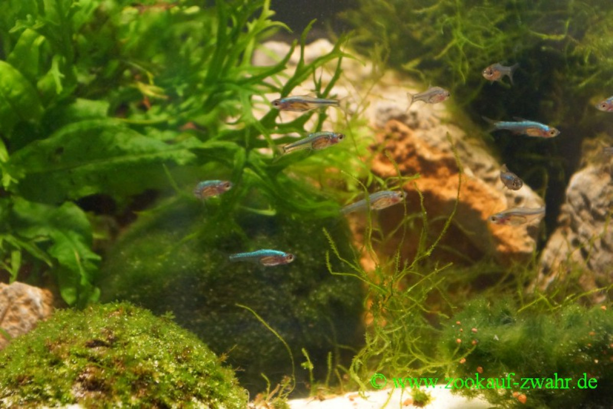 Axelrods Zwergbärbling blue neon / Sundadanio / Rasbora axelrodi