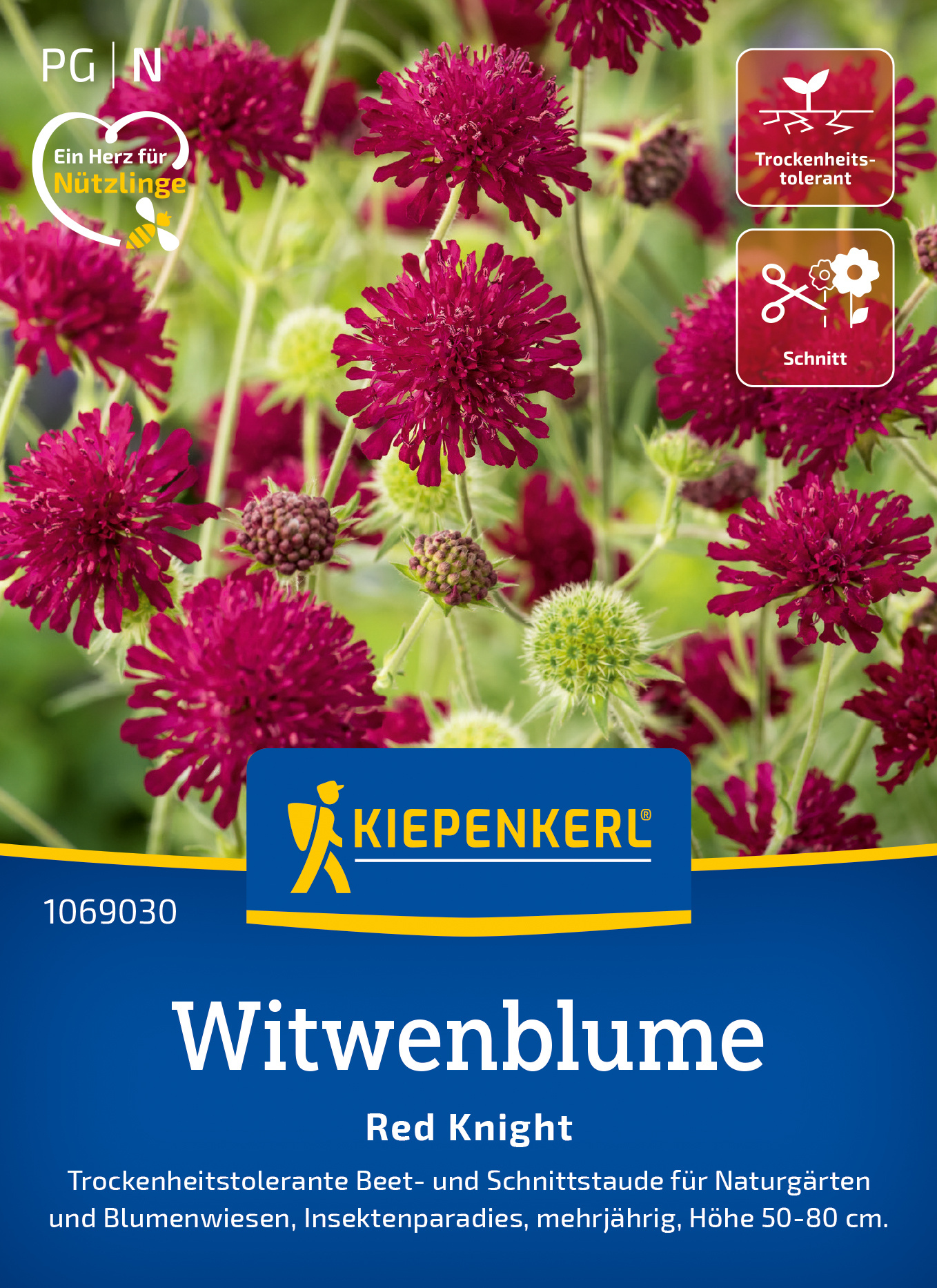 Witwenblume Red Knight