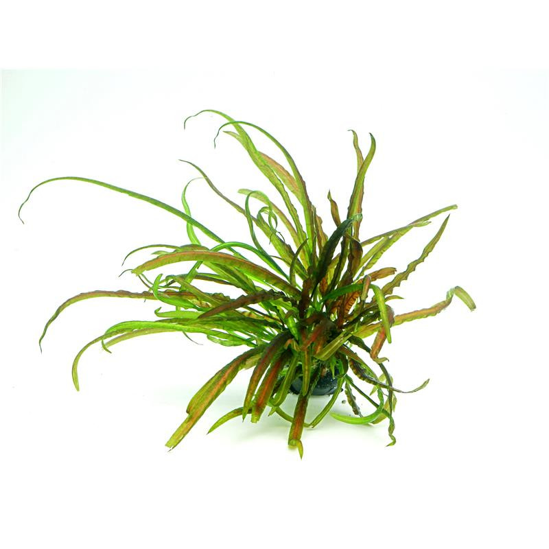 Cryptocoryne crispatula In-Vitro