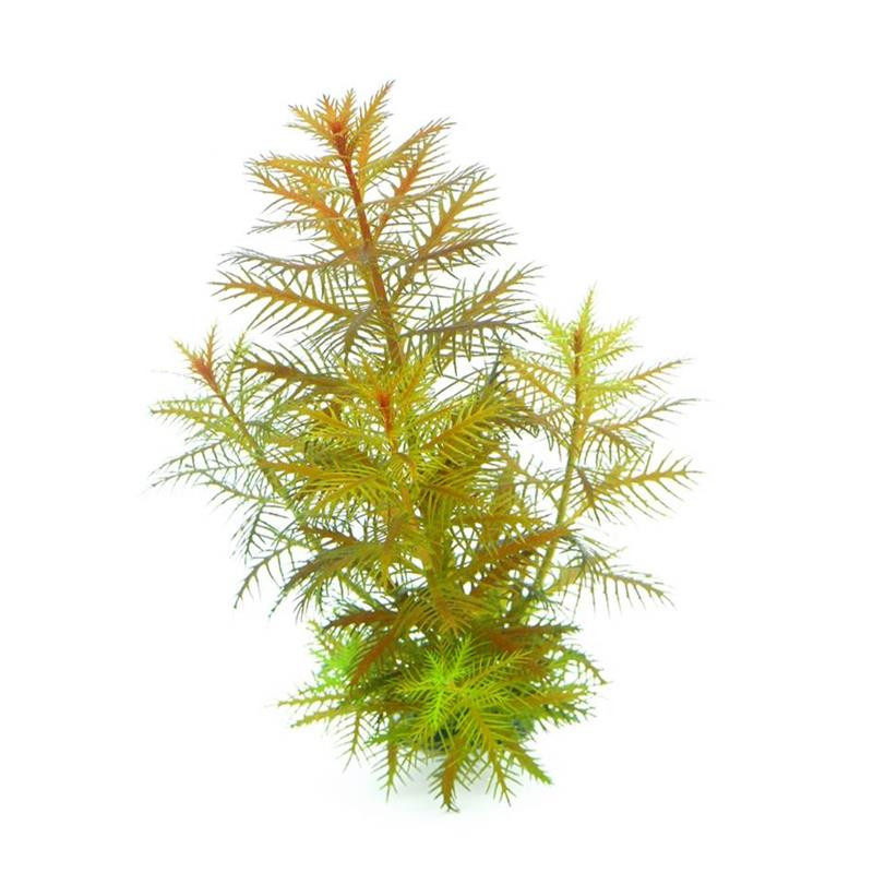 Proserpinaca palustris In-Vitro