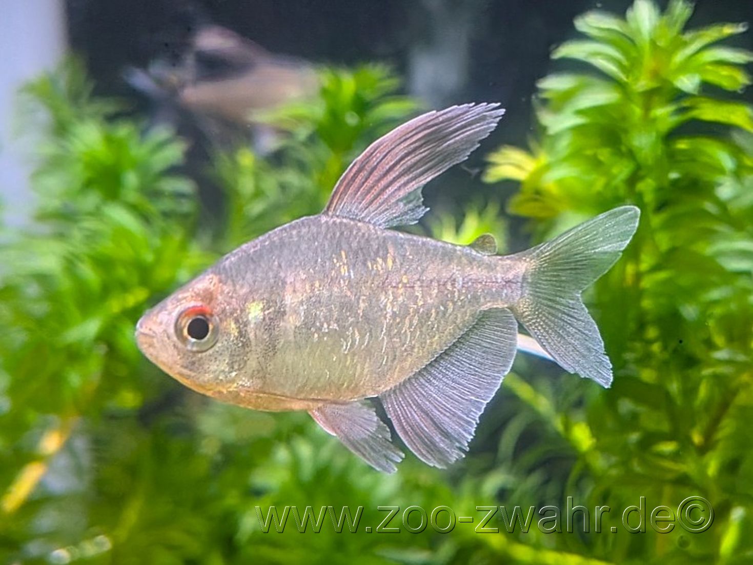 Brilliantsalmler / Moenkhausia pitteri