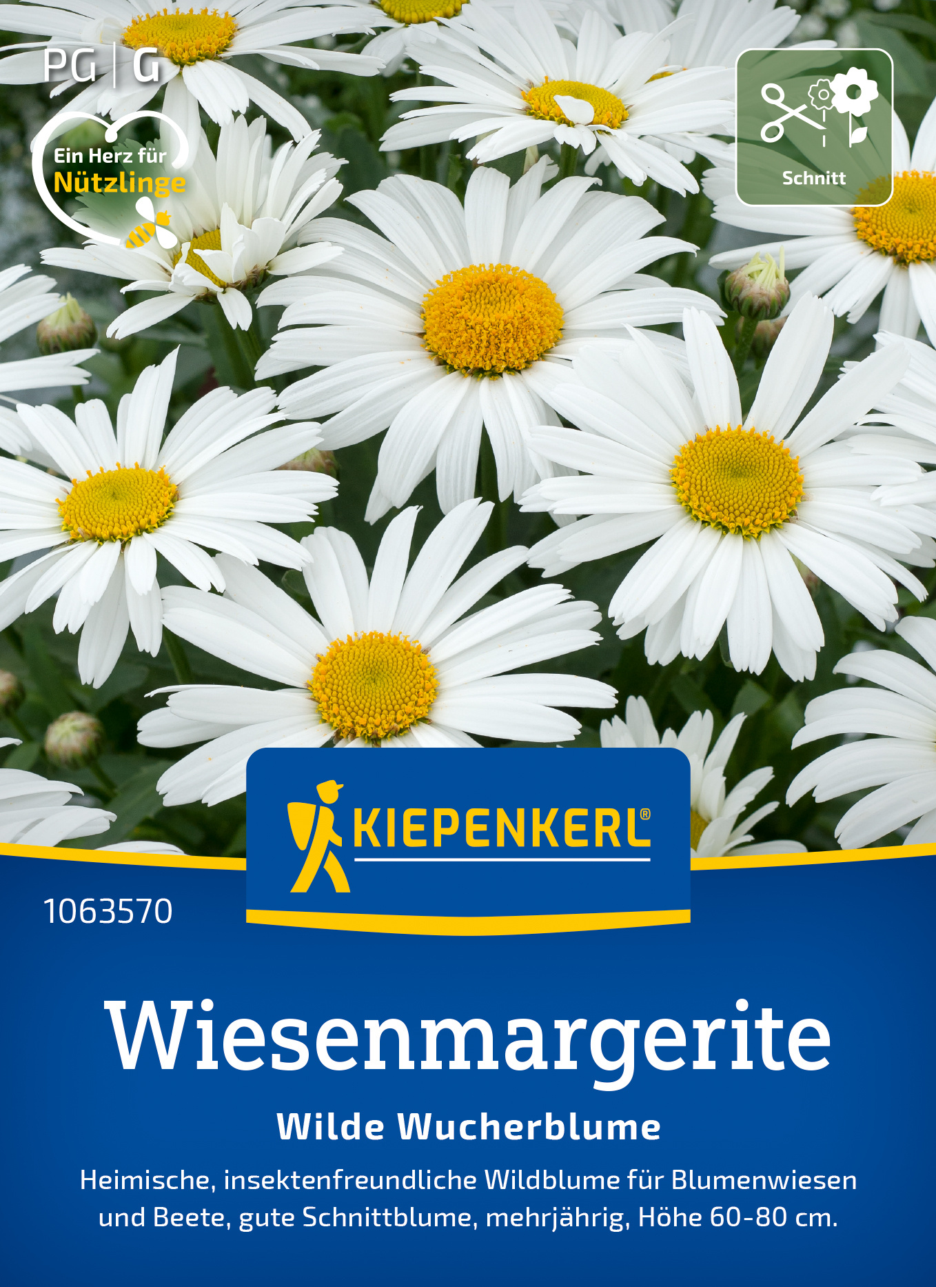 Wiesenmargerite