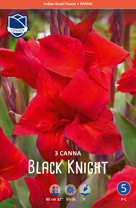 Canna "Black Night" (Inhalt 3 Stück)