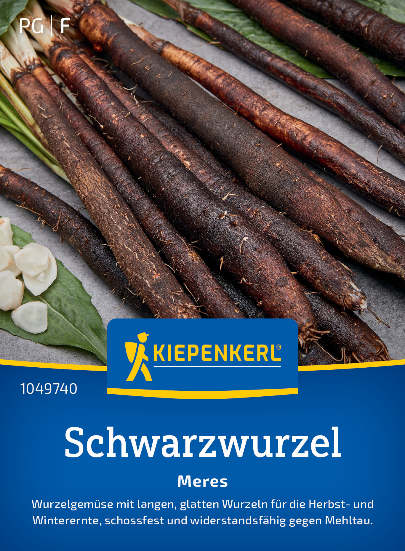 Schwarzwurzel Meres