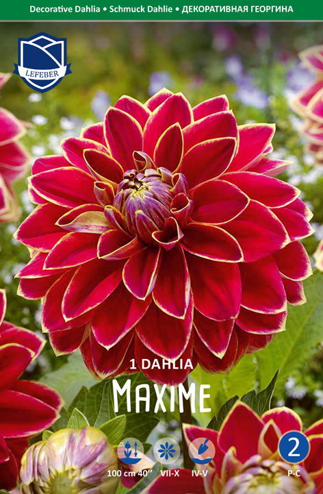 Dahlie Maxime (Inhalt 1 Stück)