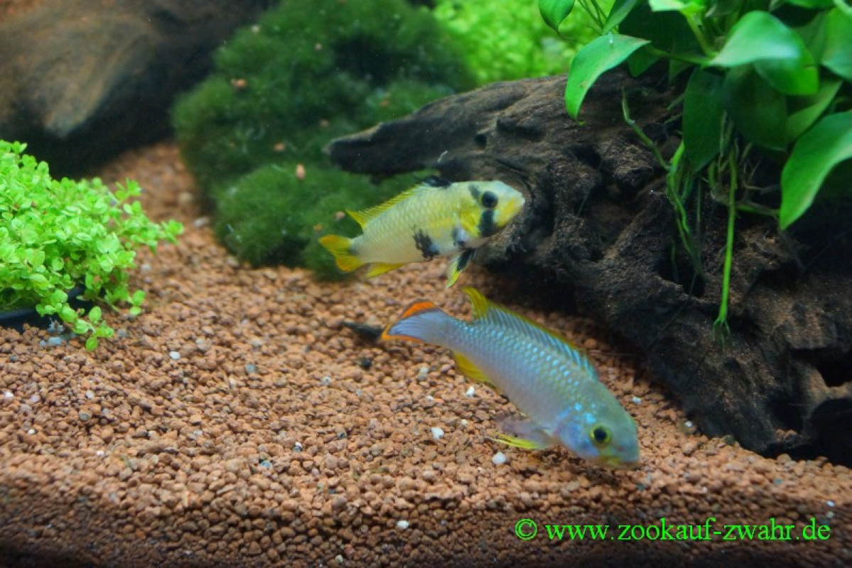 Azur - Apistogramma / Apistogramma panduro