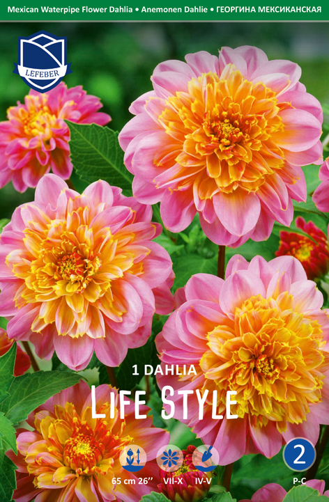 Dahlie Life Style (Inhalt 1 Stück)