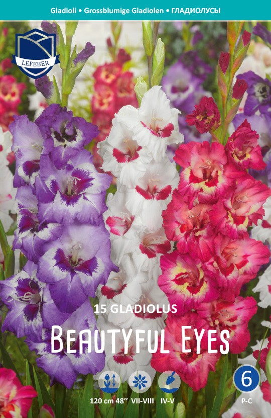 Gladiole BEAUTYFUL EYES (Inhalt 15 Stück)