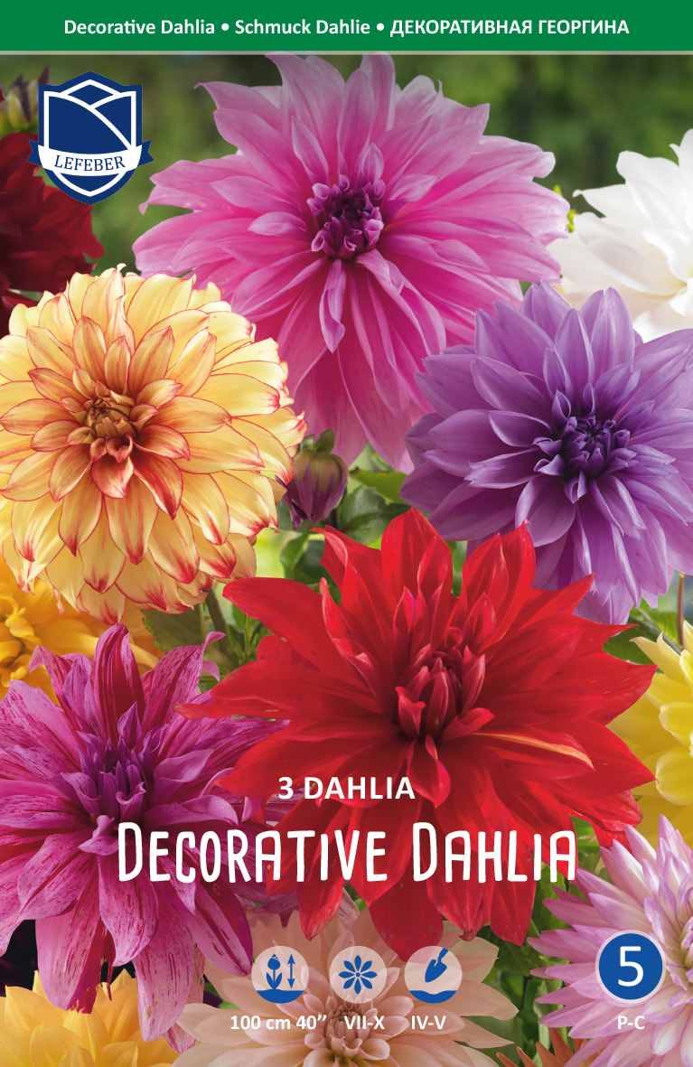 Dahlie Decorative Dahlia (Inhalt 3 Stück)