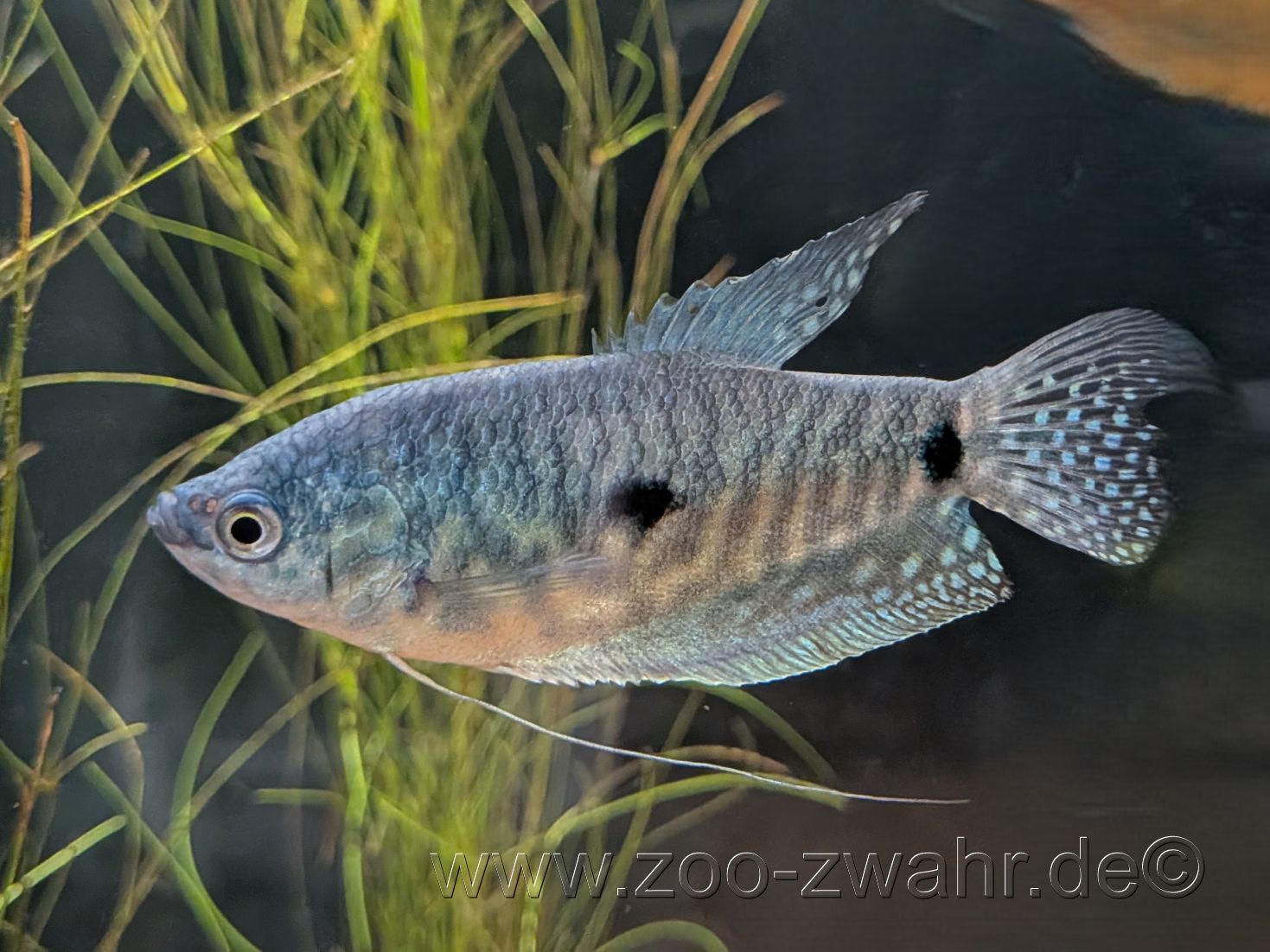 Blauer Fadenfisch / Tricogaster trichopterus