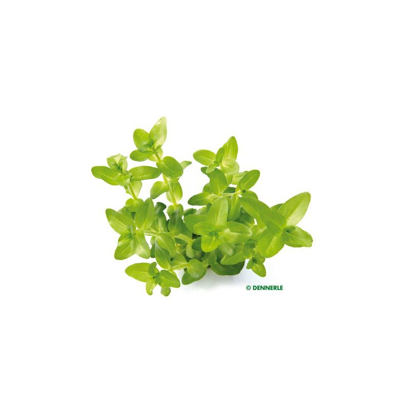 Bacopa carolineana TR