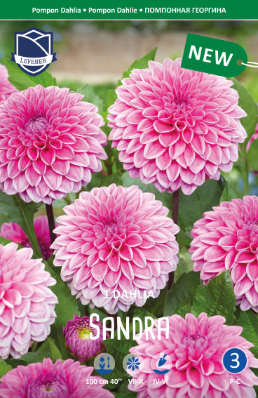 Dahlie Sandra (Inhalt 1 Stück)