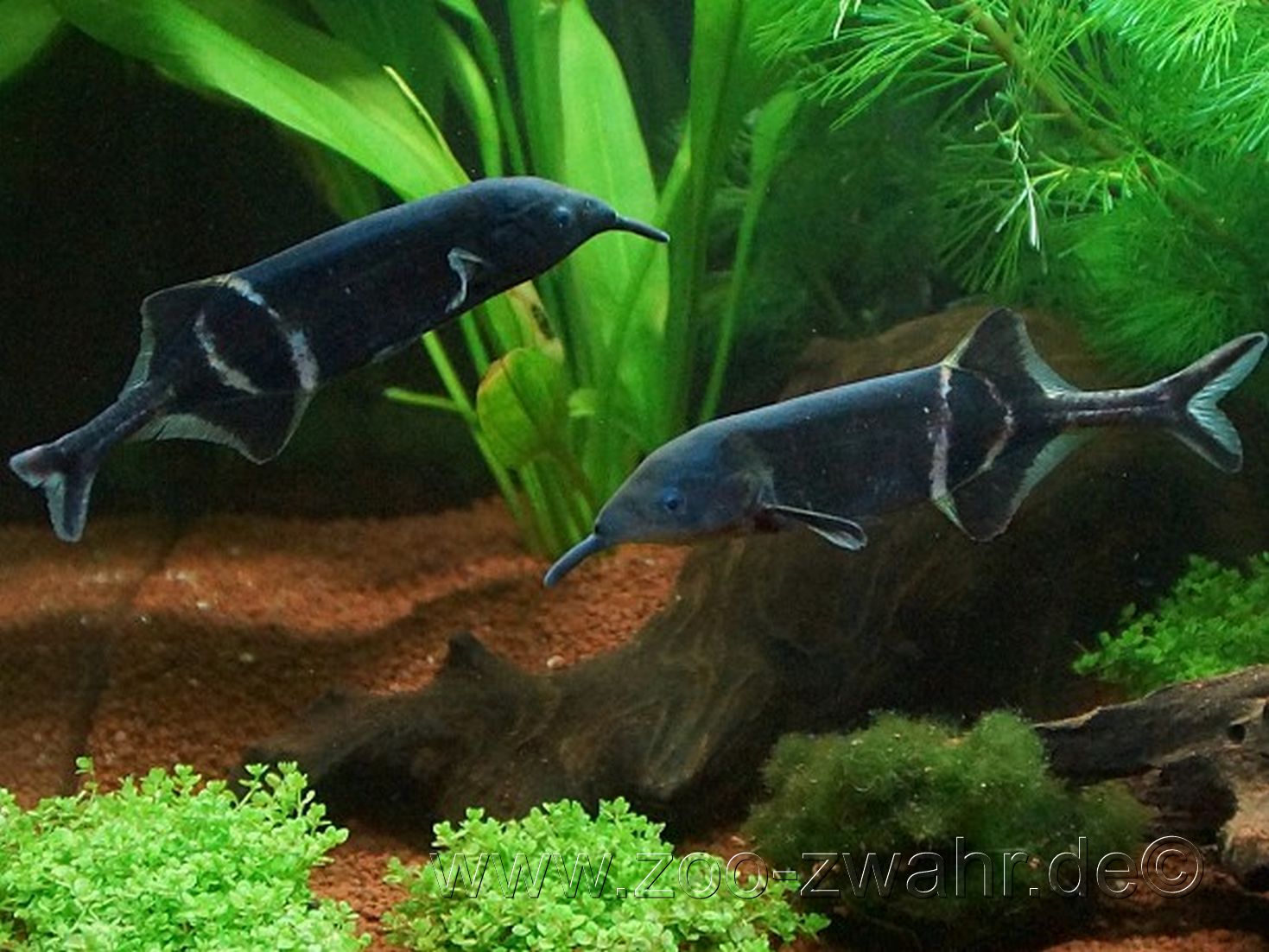 Elefantenrüsselfisch / Gnathonemus petersii