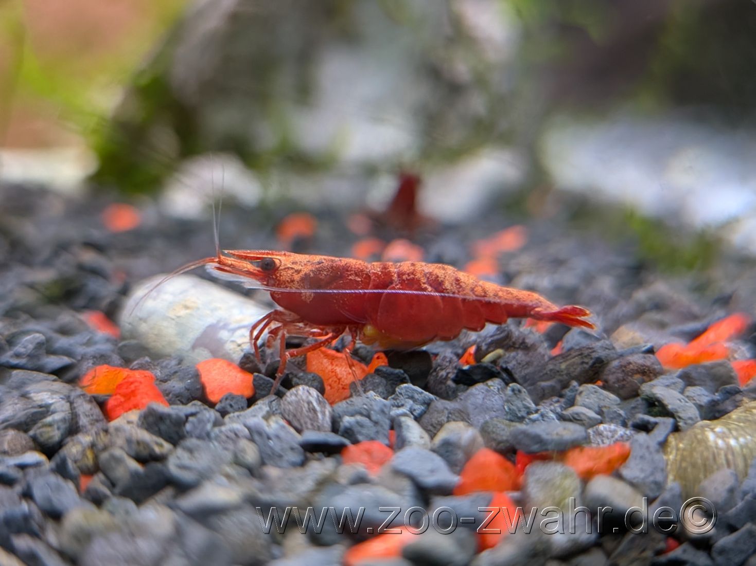 Feuer-Zwerggarnele Sakura / Neocaridina sp.
