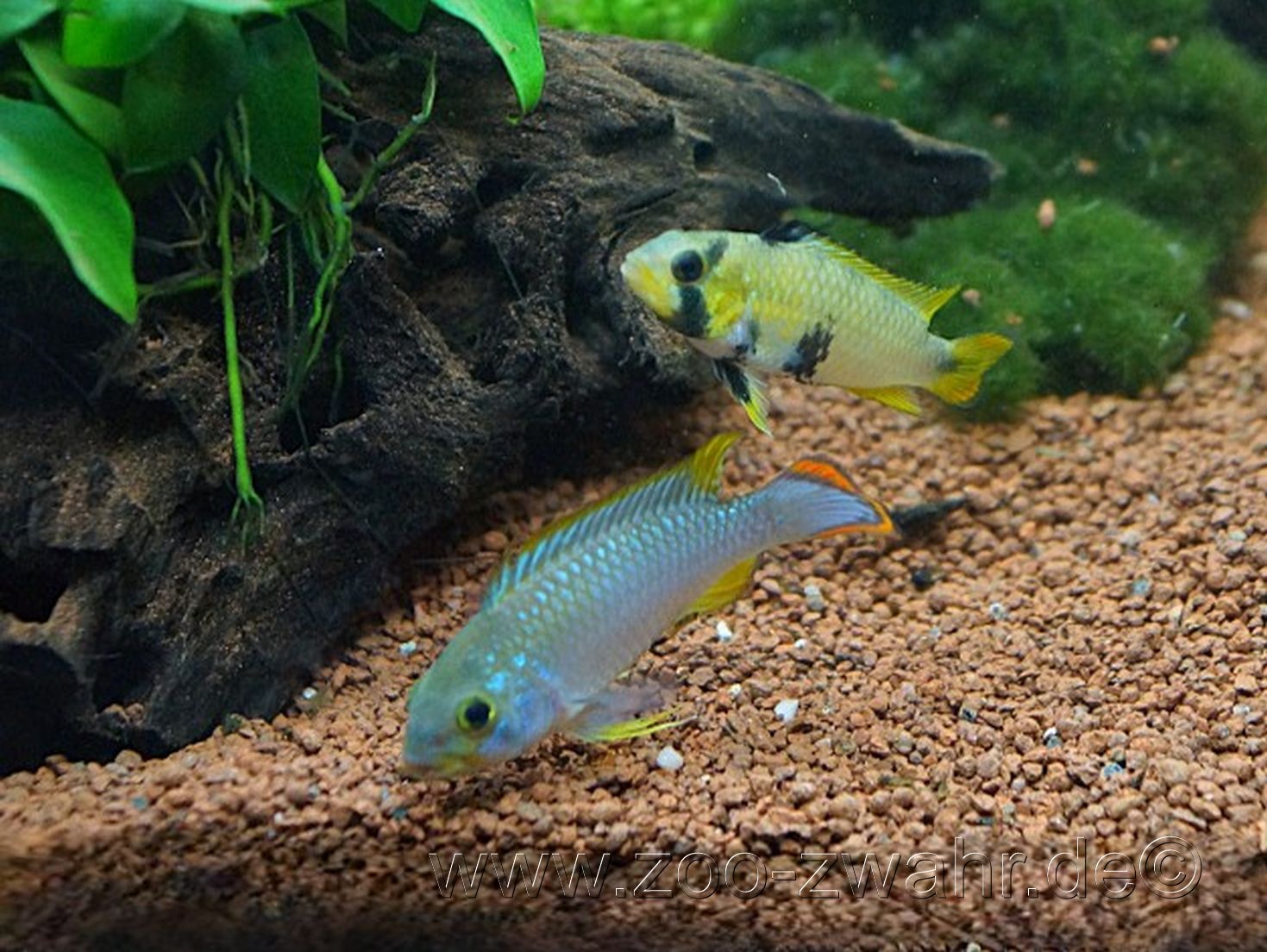 Azur - Apistogramma / Apistogramma panduro