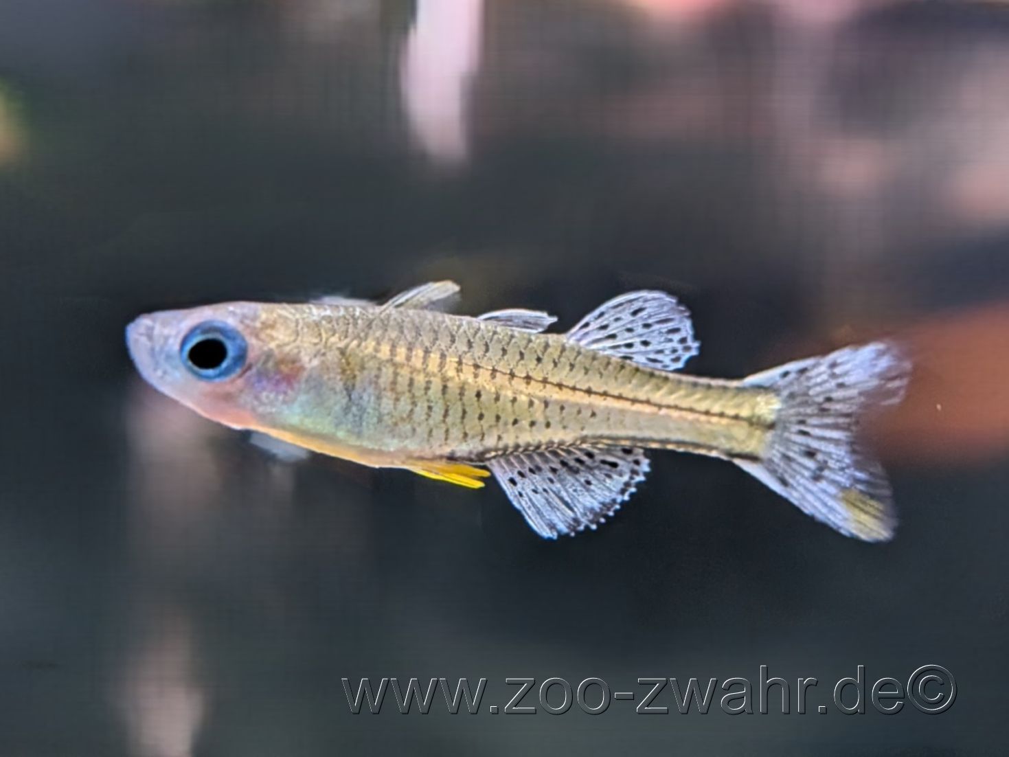 Blauaugen-Regenbogenfisch / Pseudomugil gertrudae