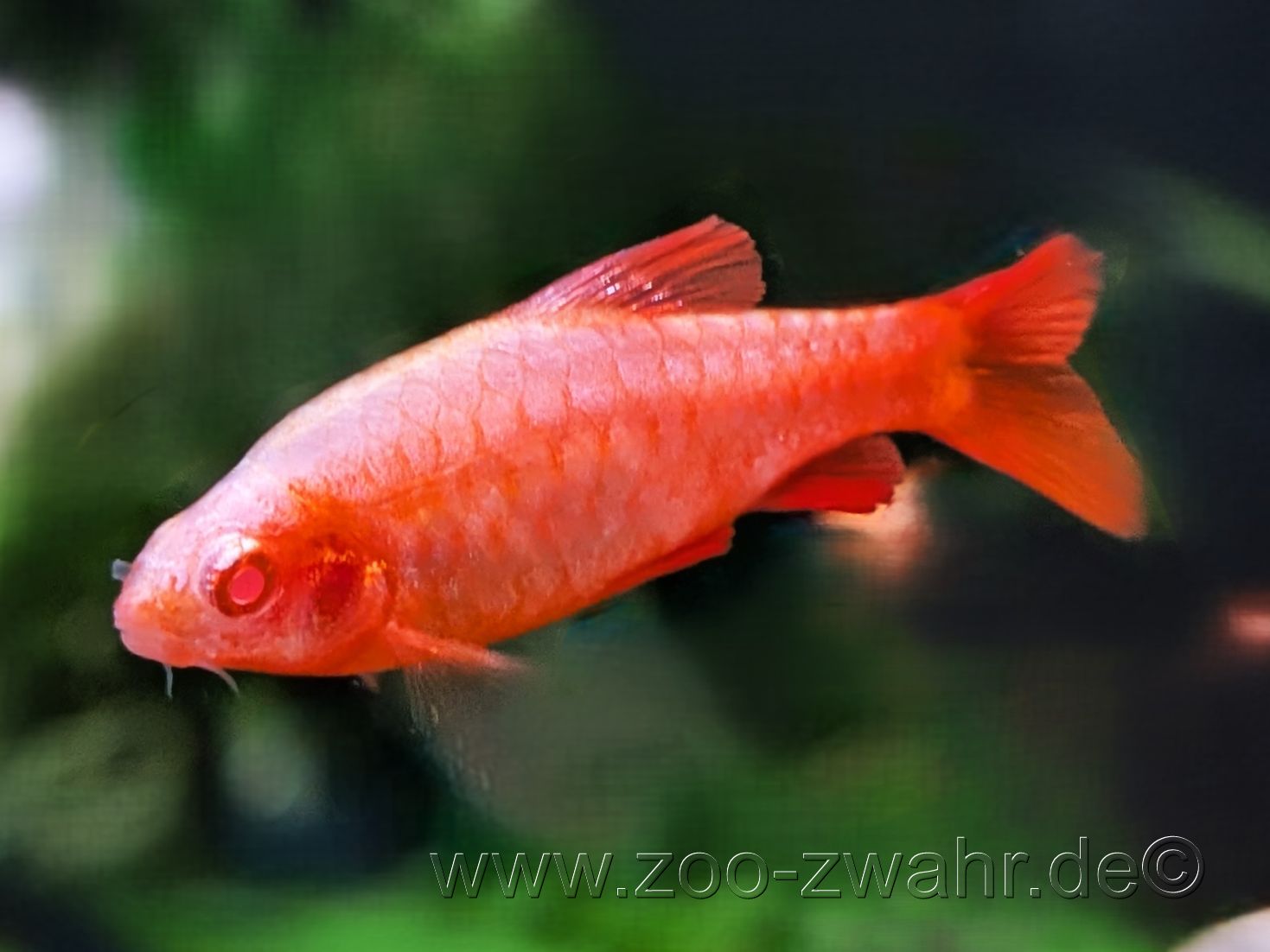 Albino Bitterlingsbarbe klein / Puntius titteya