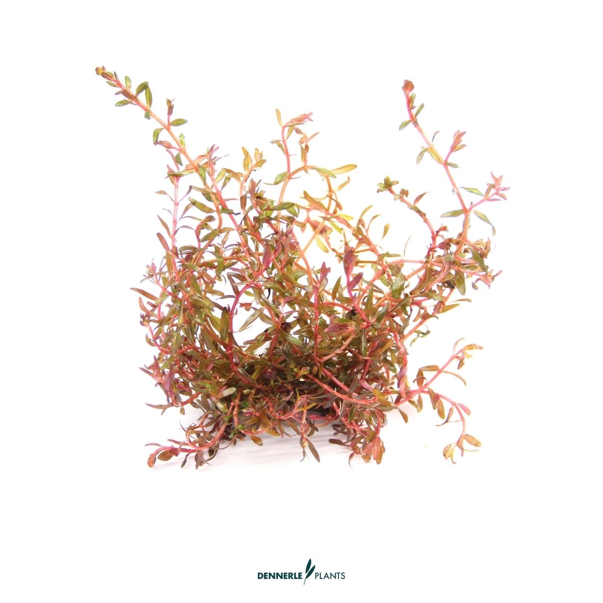 Rotala sp. ´H´Ra´