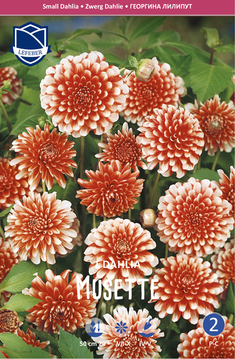 Dahlie Musette (Inhalt 1 Stück)