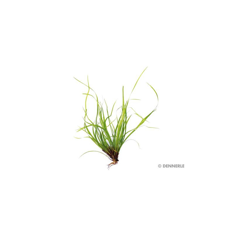 Juncus repens In-Vitro