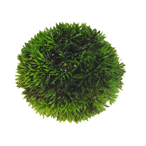 Plant Ball, Ø 9 cm